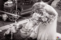 doggies 1 uai Emd Media Wedding Photography & Videography doggies 1